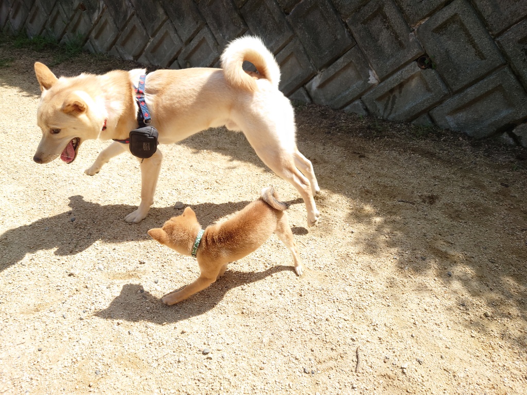 犬のトレーニング